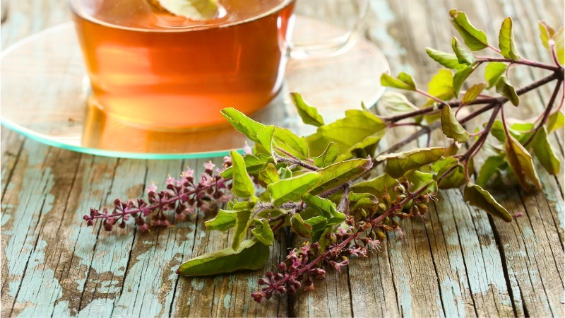 gałązka świętej bazylii tulsi leży na stole, a obok stoi filiżanka z herbatą tulsi